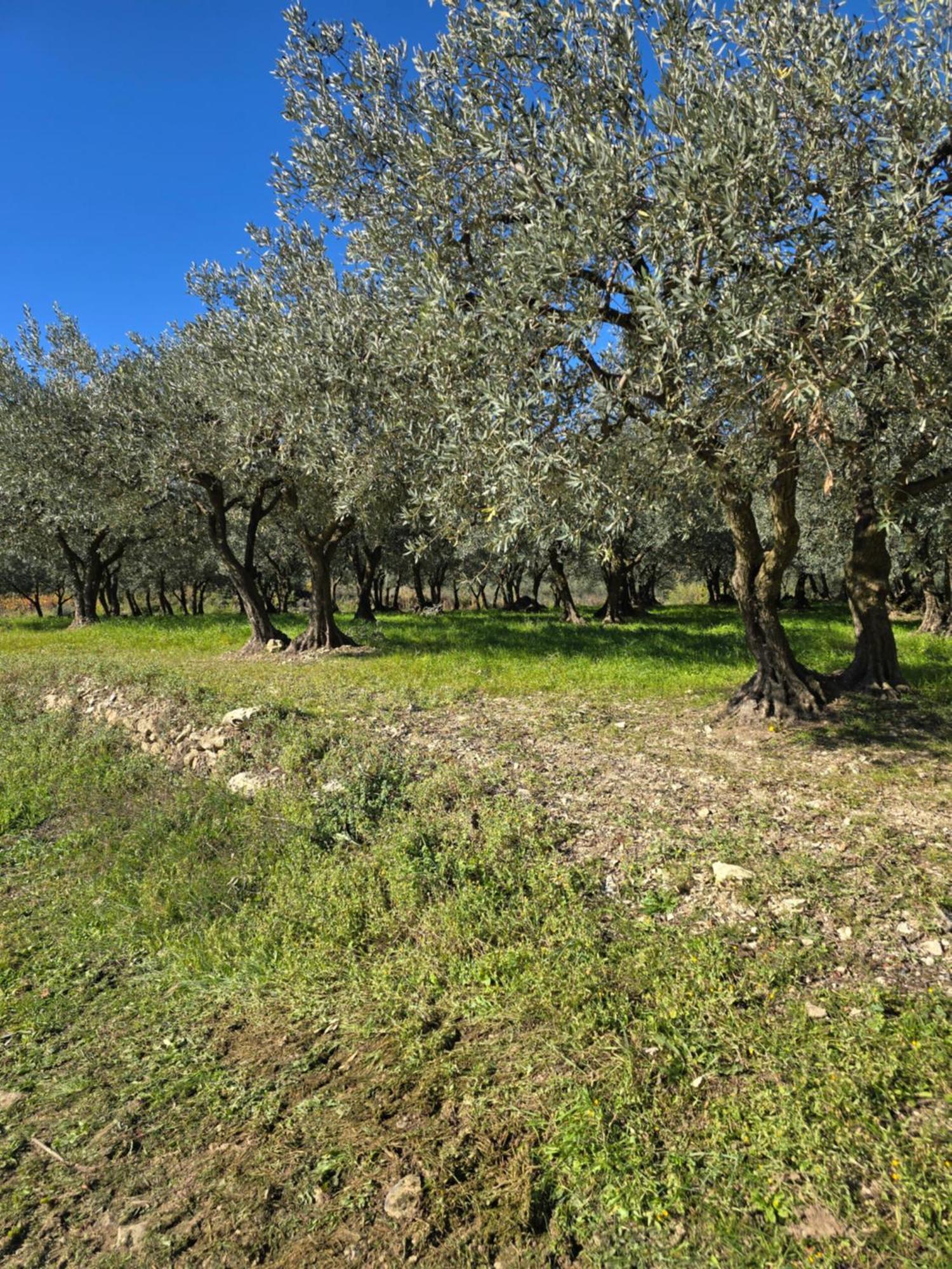 A L'Oree Des Oliviers Venterol  Экстерьер фото
